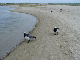 beachgoose