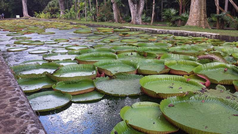 Mauritius Botanischer Garten&nbsp; Sir Seewoosagur Ramgoolam Botanical Garden Pampelmousse