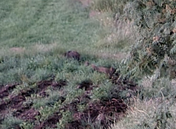 Wildcamera am Wechsel