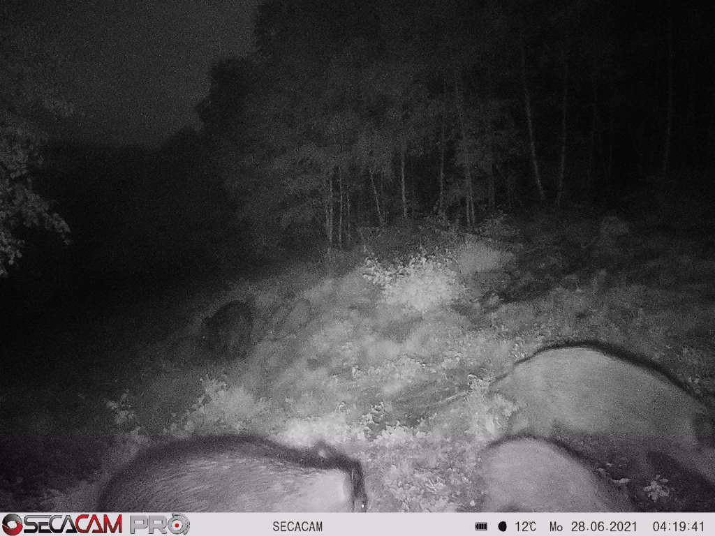 wildpigcamera