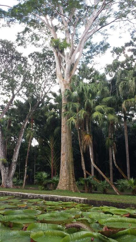 Mauritius Botanischer Garten  Sir Seewoosagur Ramgoolam Botanical Garden Pampelmousse