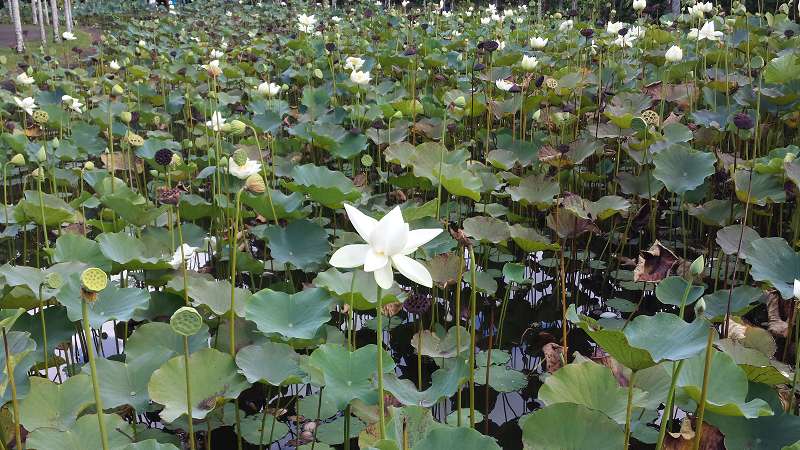 Mauritius Botanischer Garten  Sir Seewoosagur Ramgoolam Botanical Garden Pampelmousse