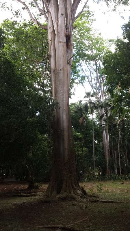 Mauritius Botanischer Garten  Sir Seewoosagur Ramgoolam Botanical Garden Pampelmousse