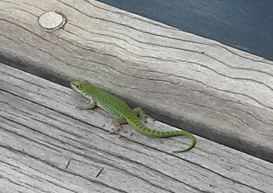 Hilton Northolme Seychelles Geckos Seychellengecko