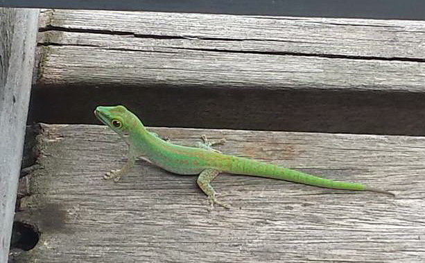 Hilton Northolme Seychelles Geckos Seychellengecko