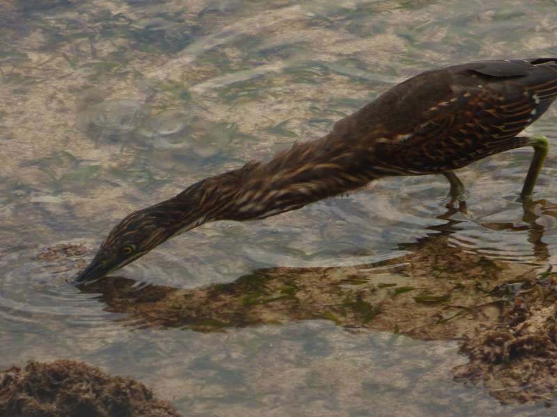 Hilton Northolme Seychelles Vögel Reiher am Ufer 