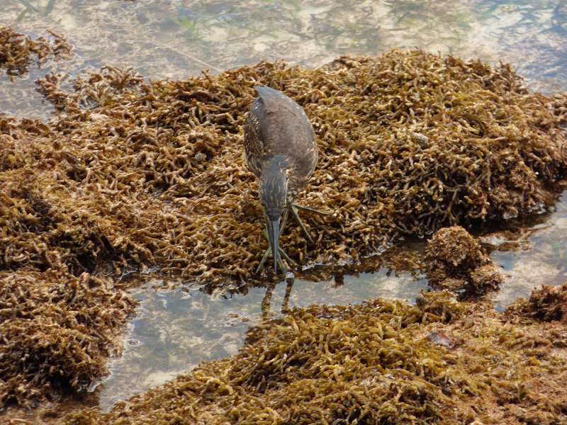 Hilton Northolme Seychelles Vögel Reiher am Ufer 
