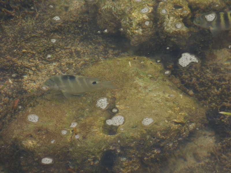 Hilton Northolme Seychelles Fische vom Balkon