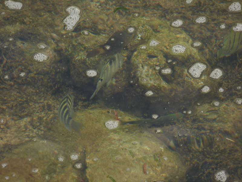 Hilton Northolme Seychelles Fische vom Balkon