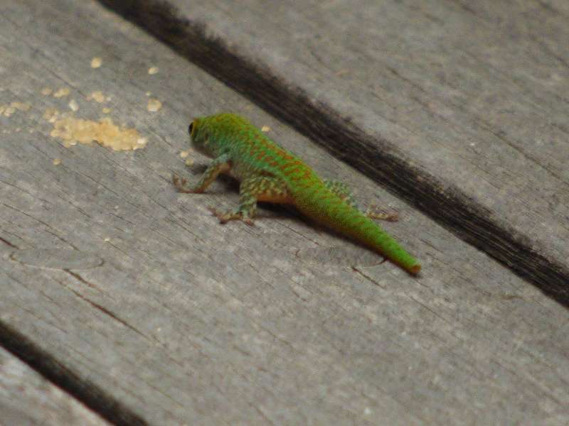 Hilton Northolme Seychelles Geckos Seychellengecko