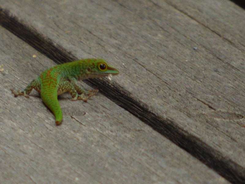 Hilton Northolme Seychelles Geckos Seychellengecko
