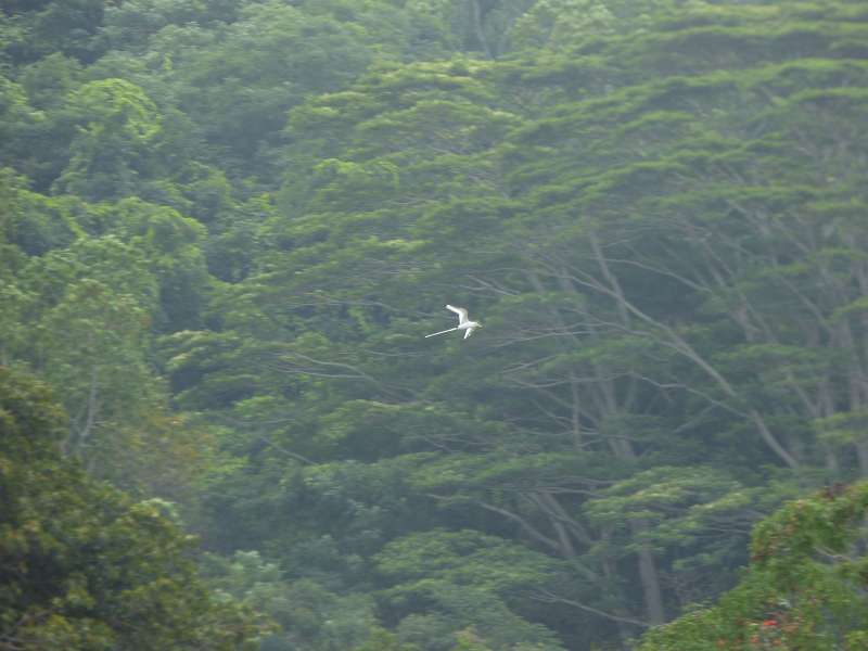 Weißschwanz-Tropikvogel