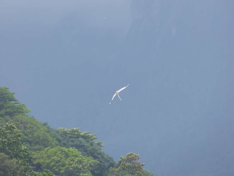 Hilton Northolme Seychelles Seeschwalbe  Weißschwanz-Tropikvogel