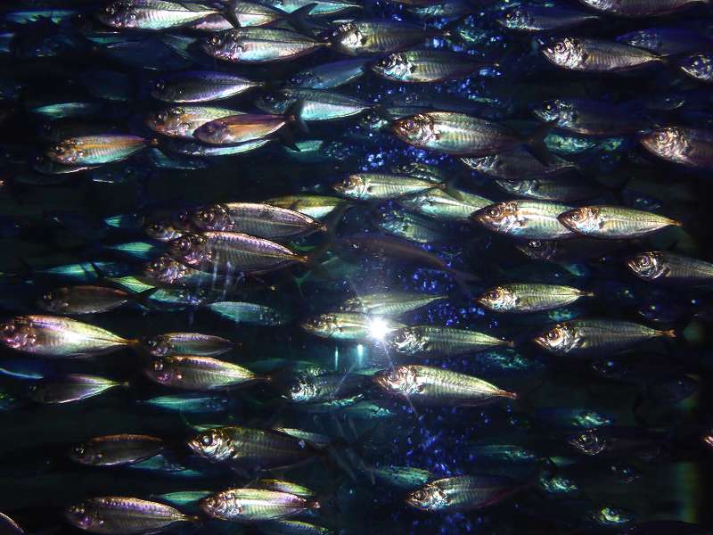 Lost Chambers Aquarium  Atlantis The Palm 