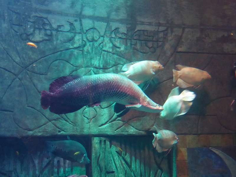 Lost Chambers Aquarium  Atlantis The Palm 