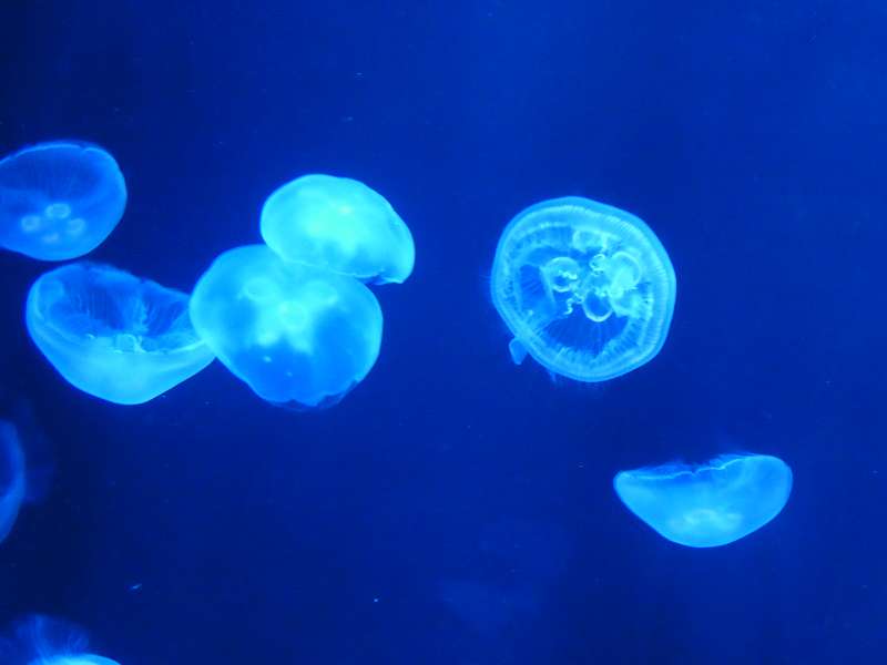 Lost Chambers Aquarium  Atlantis The Palm 