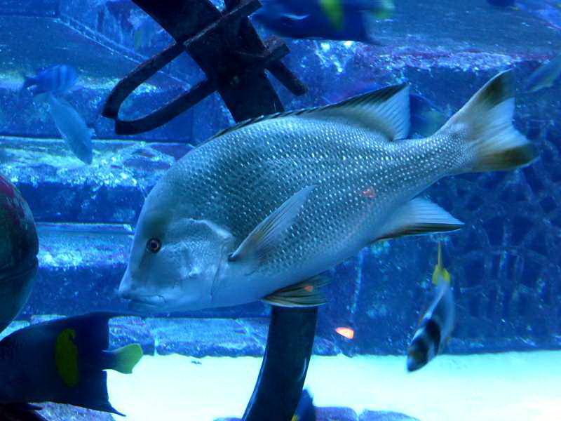 Lost Chambers Aquarium  Atlantis The Palm 