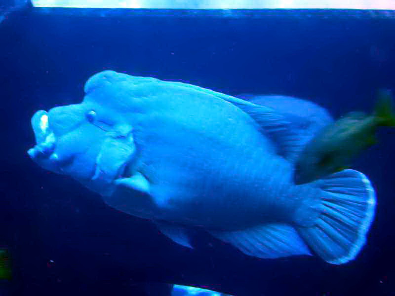 Lost Chambers Aquarium  Atlantis The Palm 