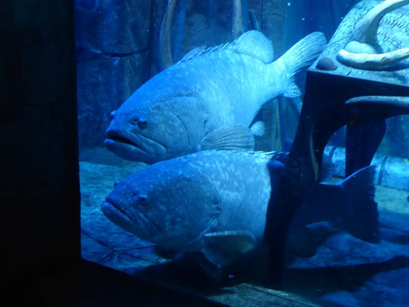   Atlantis The Palm Lost Chambers Aquarium Lost Chambers Aquarium  Atlantis The Palm 