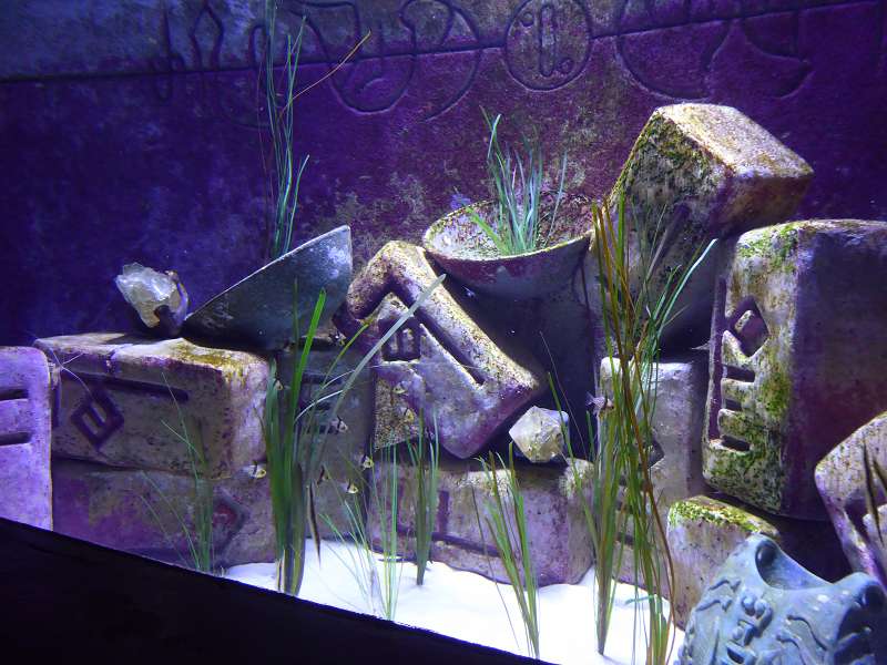   Atlantis The Palm Lost Chambers Aquarium Lost Chambers Aquarium  Atlantis The Palm 