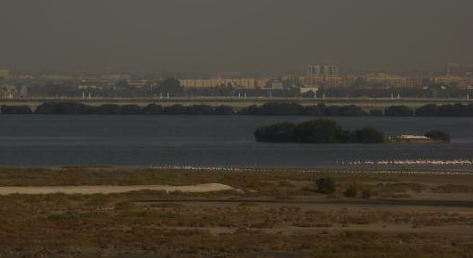 Dubai Flamingos