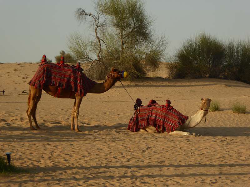   Dubai Sunset Tour Kamele Falken SundownerDubai Sunset Tour Kamele Falken Sundowner