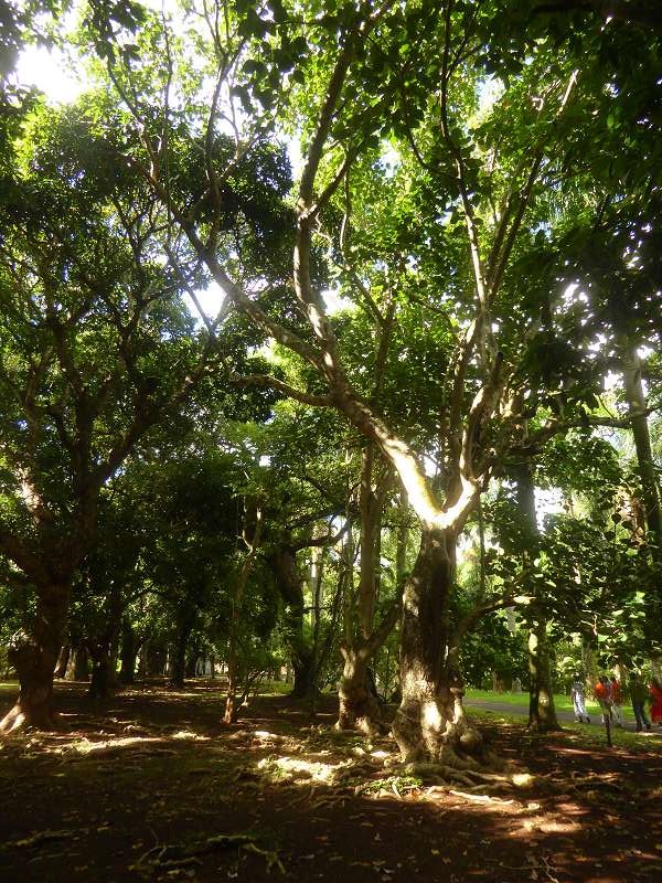 Mauritius Botanischer Garten  Sir Seewoosagur Ramgoolam Botanical Garden Pampelmousse