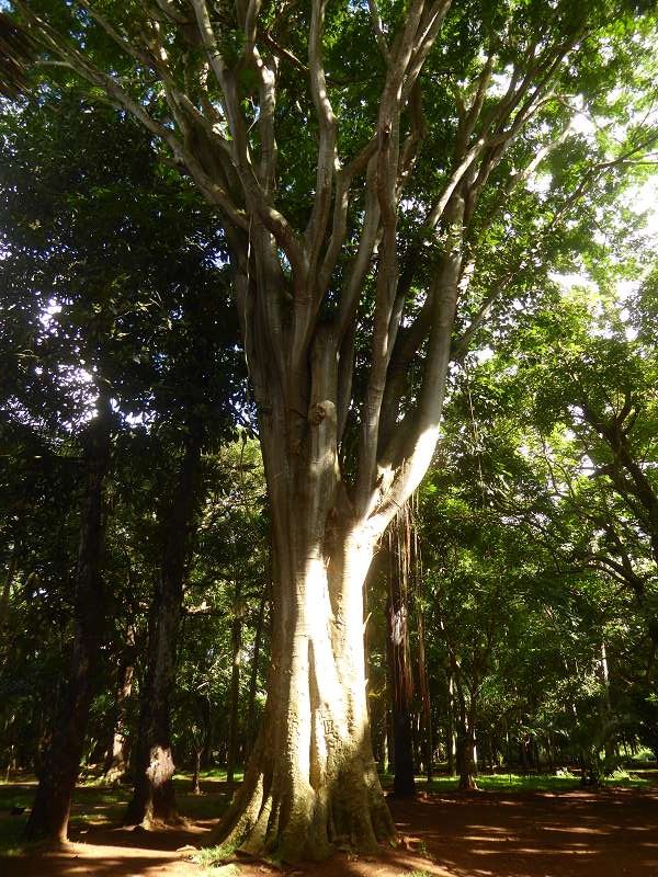 Mauritius Botanischer Garten  Sir Seewoosagur Ramgoolam Botanical Garden Pampelmousse