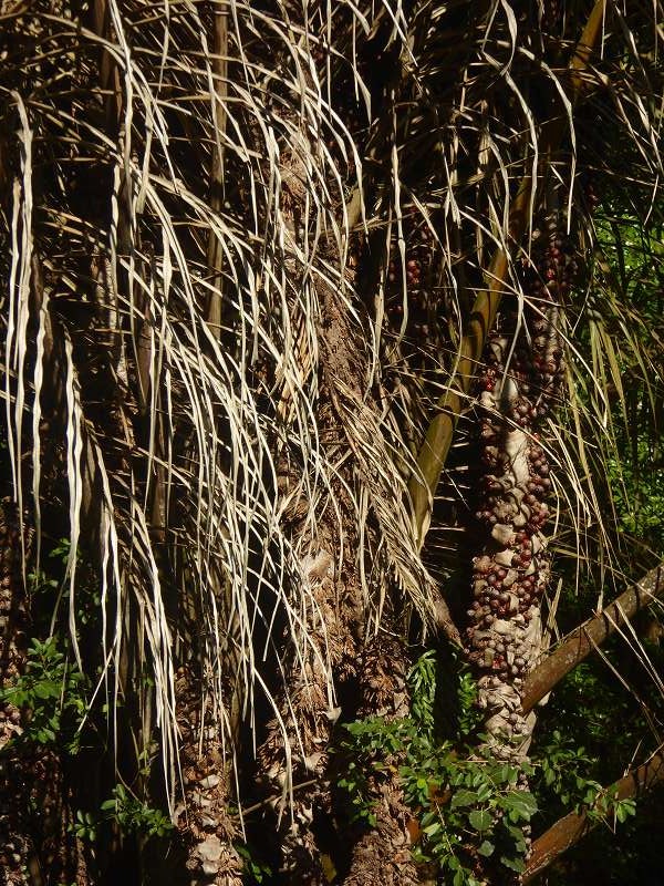 Mauritius Botanischer Garten  Sir Seewoosagur Ramgoolam Botanical Garden Pampelmousse