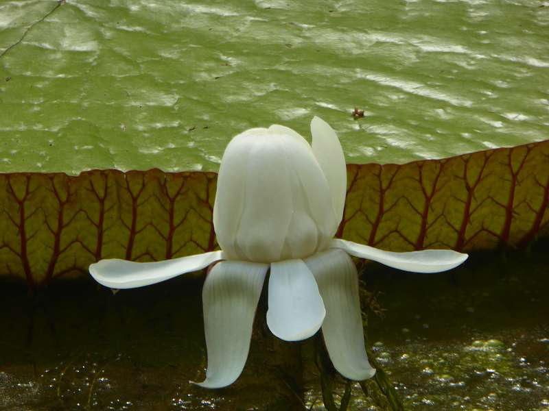 Mauritius Botanischer Garten  Sir Seewoosagur Ramgoolam  Hybride Victoria amazonica × Victoria cruziana