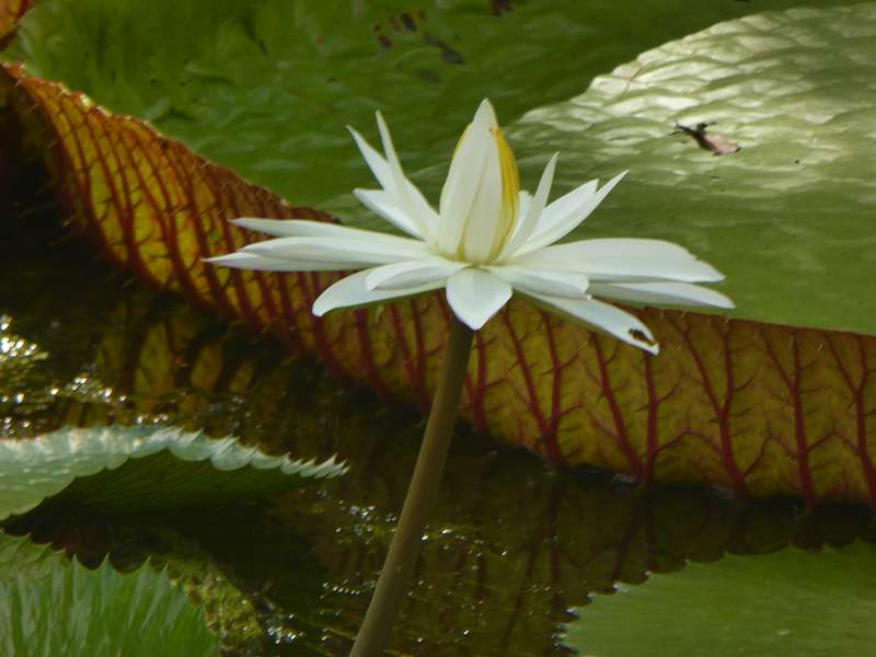 Mauritius Botanischer Garten  Sir Seewoosagur Ramgoolam  Hybride Victoria amazonica × Victoria cruziana