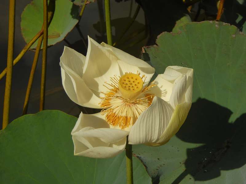   Mauritius Botanischer Garten Lotusblüte Seewoosagur Ramgoolam Botanical Garden PampelmouMauritius Botanischer Garten Lotusblüte Seewoosagur Ramgoolam Botanical Garden Pampelmou