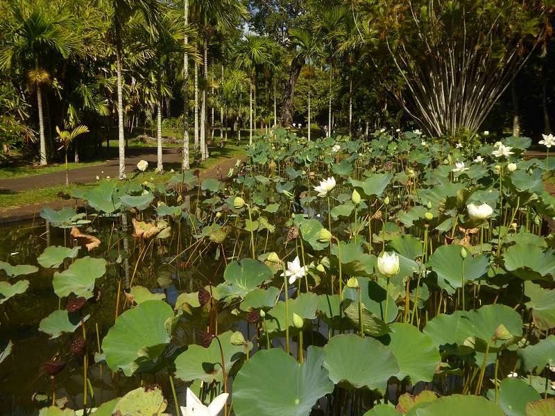   Mauritius Botanischer Garten Lotusblüte Seewoosagur Ramgoolam Botanical Garden PampelmouMauritius Botanischer Garten Lotusblüte Seewoosagur Ramgoolam Botanical Garden Pampelmou