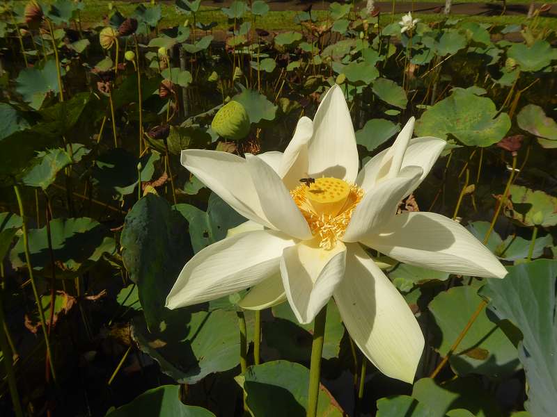   Mauritius Botanischer Garten Lotusblüte Seewoosagur Ramgoolam Botanical Garden PampelmouMauritius Botanischer Garten Lotusblüte Seewoosagur Ramgoolam Botanical Garden Pampelmou