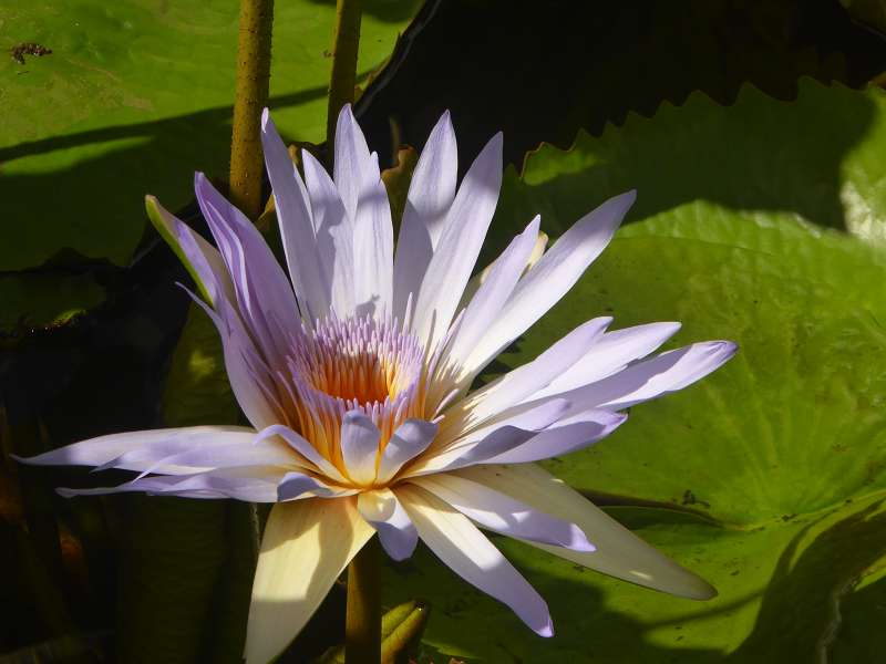   Mauritius Botanischer Garten Lotusblüte Seewoosagur Ramgoolam Botanical Garden PampelmouMauritius Botanischer Garten Lotusblüte Seewoosagur Ramgoolam Botanical Garden Pampelmou