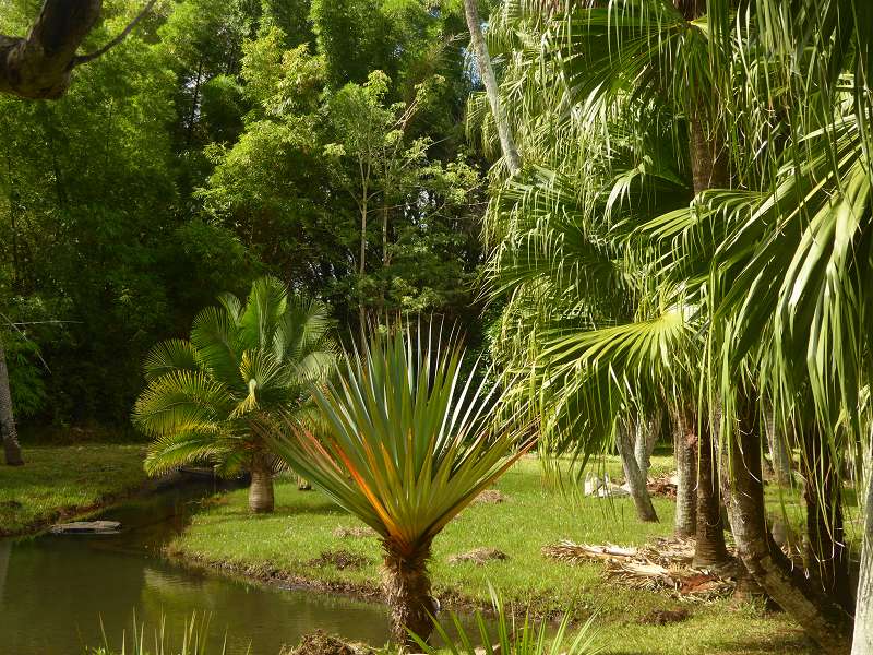   Mauritius Botanischer Garten Lotusblüte Seewoosagur Ramgoolam Botanical Garden PampelmouMauritius Botanischer Garten Lotusblüte Seewoosagur Ramgoolam Botanical Garden Pampelmou