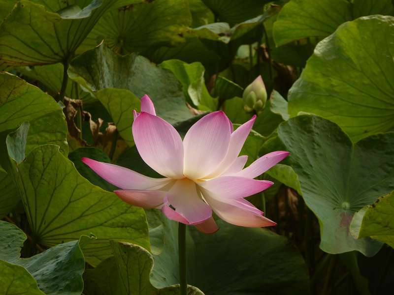 Lotusblüte Seewoosagur Ramgoolam Botanical Garden Pampelmou Mauritius Botanischer Garten  Sir Seewoosagur Ramgoolam Botanical Garden Pampelmousse