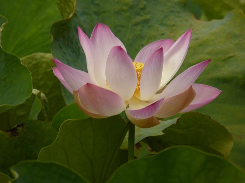 Lotusblüte Seewoosagur Ramgoolam Botanical Garden Pampelmou