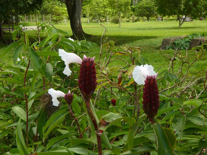 Lotusblüte Seewoosagur Ramgoolam Botanical Garden Pampelmou