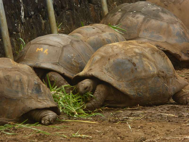 Mauritius Botanischer Garten  Sir Seewoosagur Ramgoolam Botanical Garden PampelmousseSchildkröten Aldabra-Riesenschildkröte.Aldabra-Riesenschildkröten (Aldabrachelys) Seychellen-Riesenschildkröten