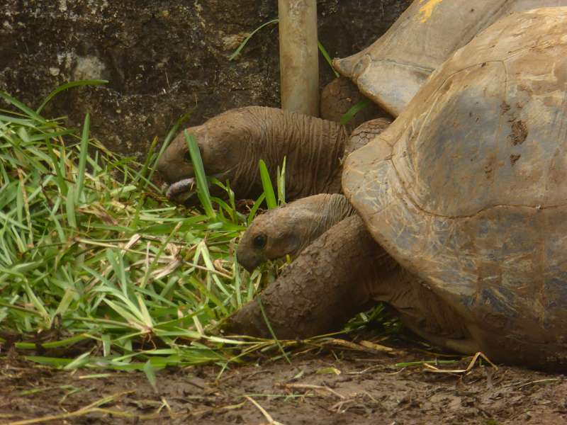 Mauritius Botanischer Garten  Sir Seewoosagur Ramgoolam Botanical Garden PampelmousseSchildkröten Aldabra-Riesenschildkröte.Aldabra-Riesenschildkröten (Aldabrachelys) Seychellen-Riesenschildkröten