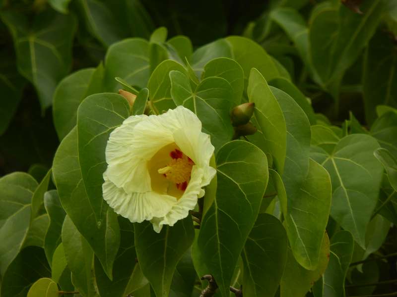 Mauritius Botanischer Garten  Sir Seewoosagur Ramgoolam Botanical Garden Pampelmousse