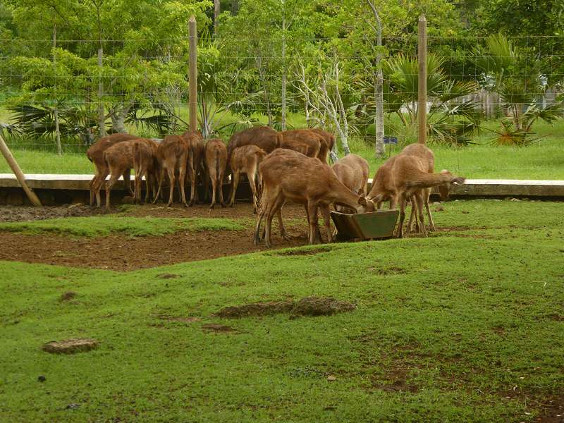 Javahirsche Javahirsch Garten  Sir Seewoosagur Ramgoolam Botanical Garden Pampelmousse