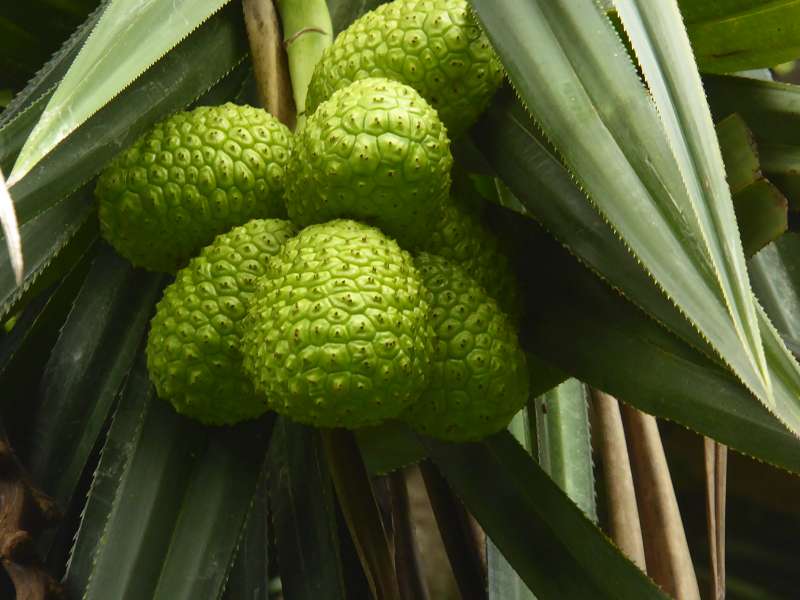 Mauritius Botanischer Garten  Sir Seewoosagur Ramgoolam Botanical Garden Pandanus