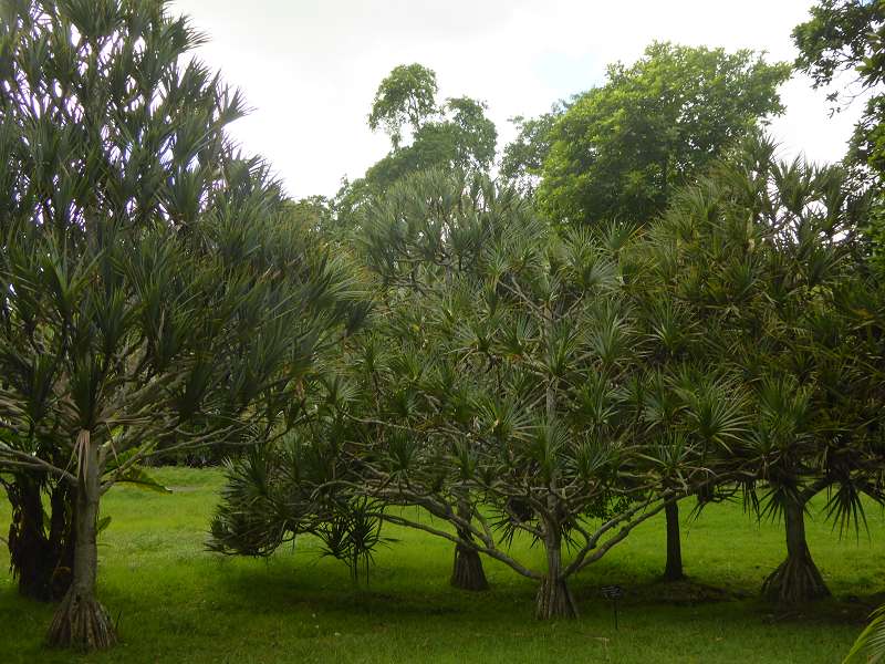 Mauritius Botanischer Garten  Sir Seewoosagur Ramgoolam Botanical Garden Pampelmousse