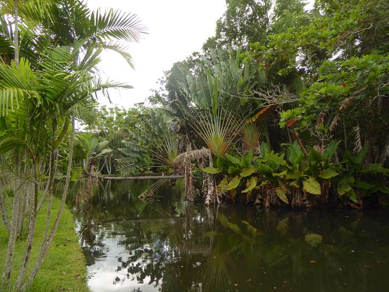 Mauritius Botanischer Garten  Sir Seewoosagur Ramgoolam Botanical Garden Pampelmousse