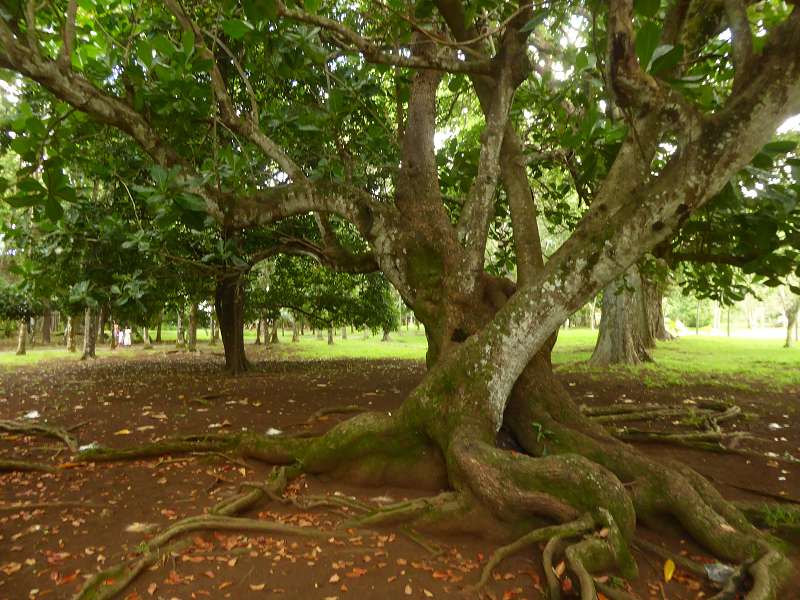 bonnet de pretre arbre  Bonnet Carre  Arbre de La Réunion. Barringtonia asiatica. Barringtonia asiatica