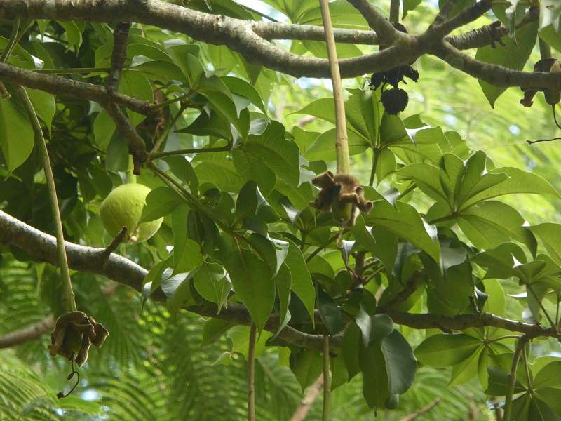 Mauritius Botanischer Garten  Sir Seewoosagur Ramgoolam Botanical Garden Pampelmousse