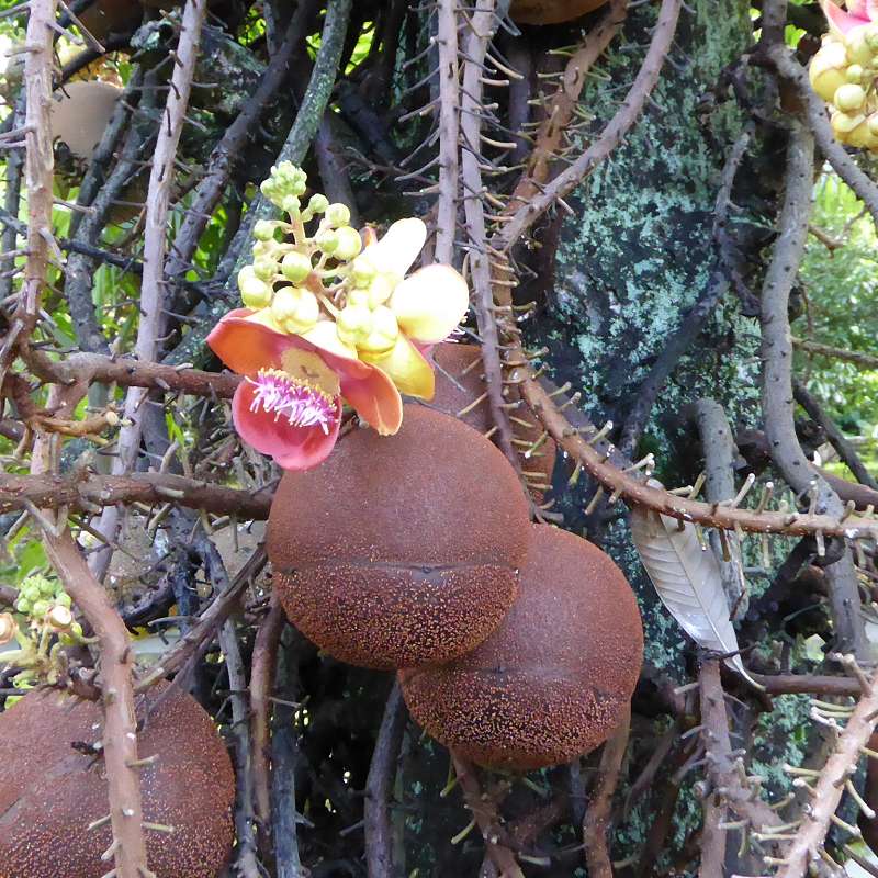 Hilton Northolme Seychelles Cannonballtree Kanonenkugel-Baum (Kanonenkugelbaum)