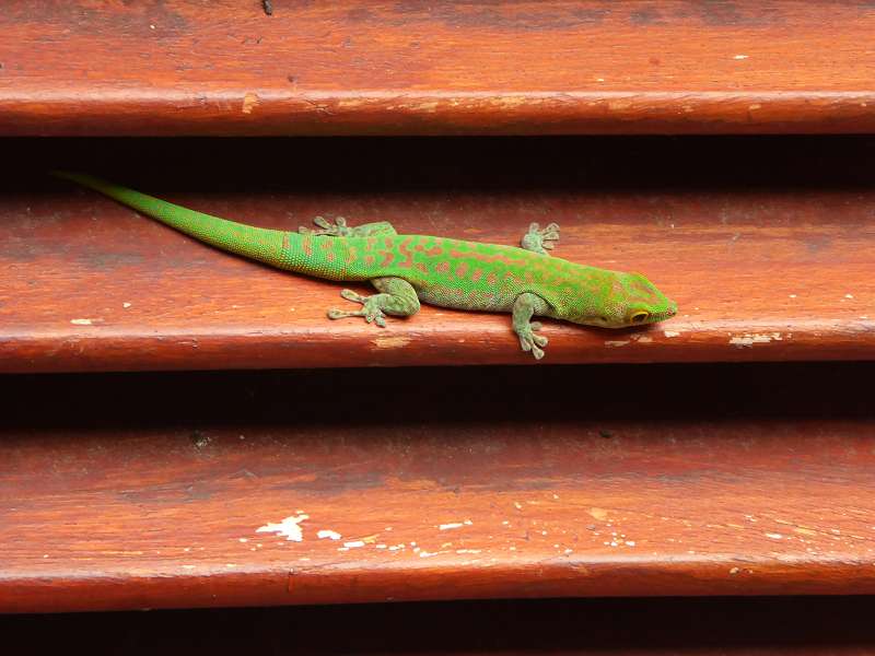 Geckos Seychellengecko